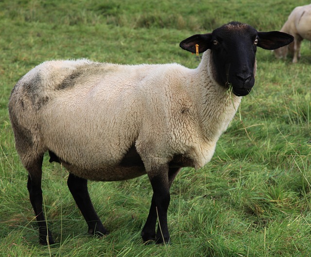羊 羊毛 羊皮 - 上的免费照片