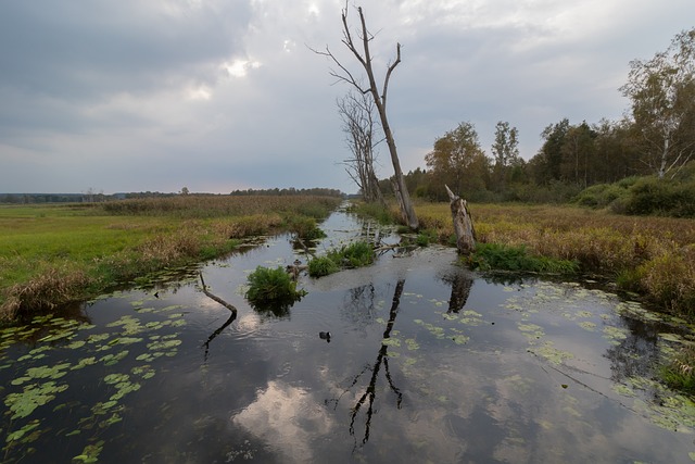 联邦 水 沼泽 - 上的免费照片