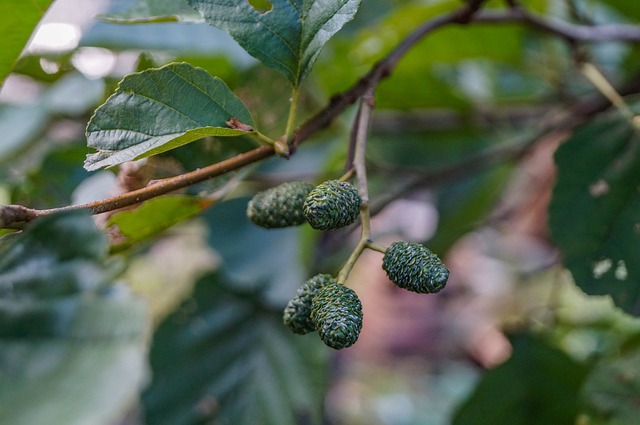 树 桤木 关闭 - 上的免费照片