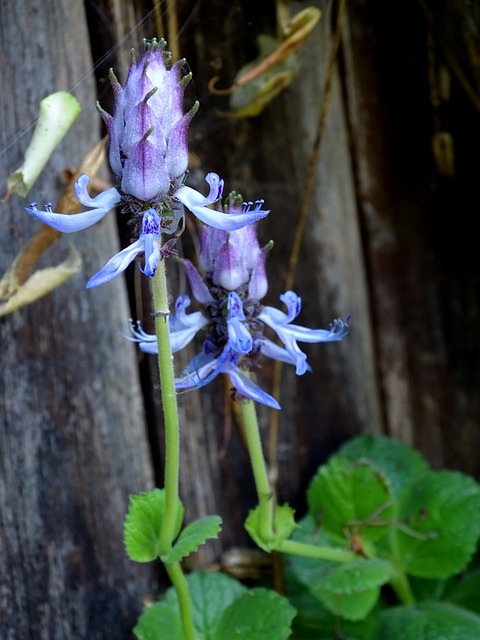 他妈的你工厂 Plectranthus Caninus 猫吓到 - 上的免费照片