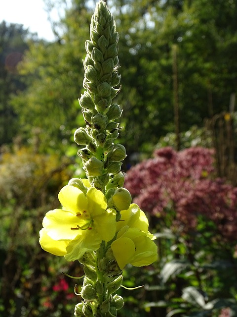 毛蕊花 Verbascum K?nigsker 大花 - 上的免费照片