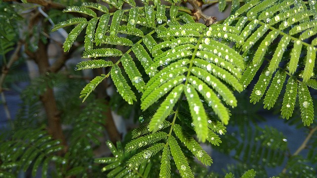 Prosopis 雨 - 上的免费照片