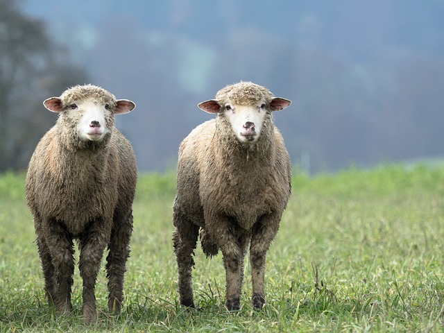 羊 动物 双人 - 上的免费照片