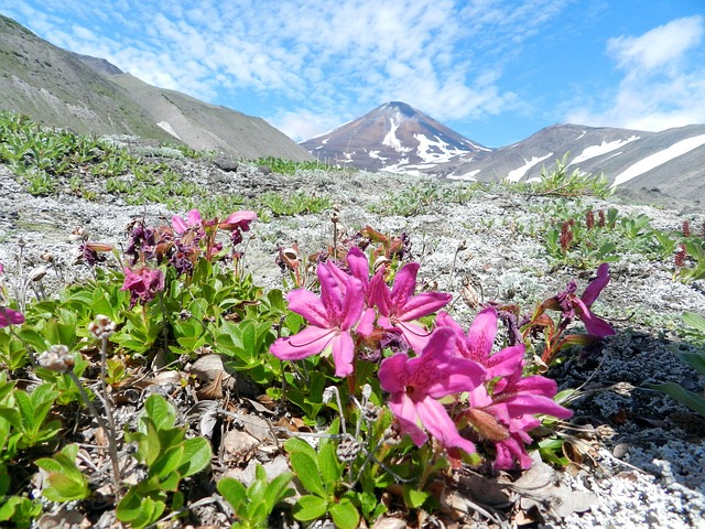 火山 脚 花朵 - 上的免费照片