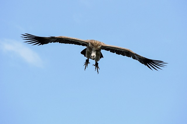 兀鹫 飞 登陆 - 上的免费照片