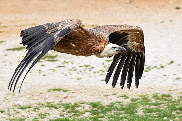 兀鹫 飞 土壤 - 上的免费照片