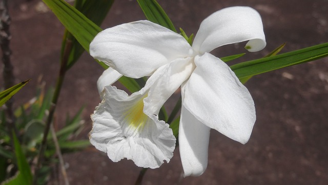 花 白色兰花 花朵 - 上的免费照片