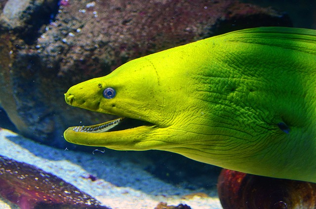 海鳗 鱼 水族馆 - 上的免费照片