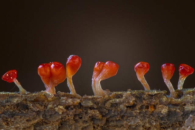 粘菌 Trichia糖胶 单细胞生物 - 上的免费照片