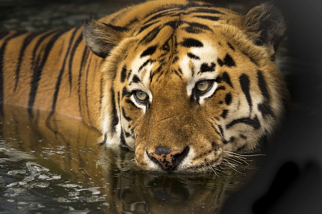 老虎 眼睛 洗澡 - 上的免费照片