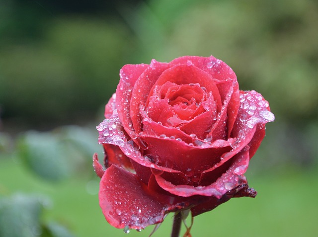 花 红玫瑰 滴雨 - 上的免费照片