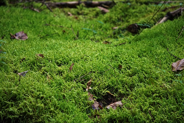 苔藓 森林地面 关闭 - 上的免费照片