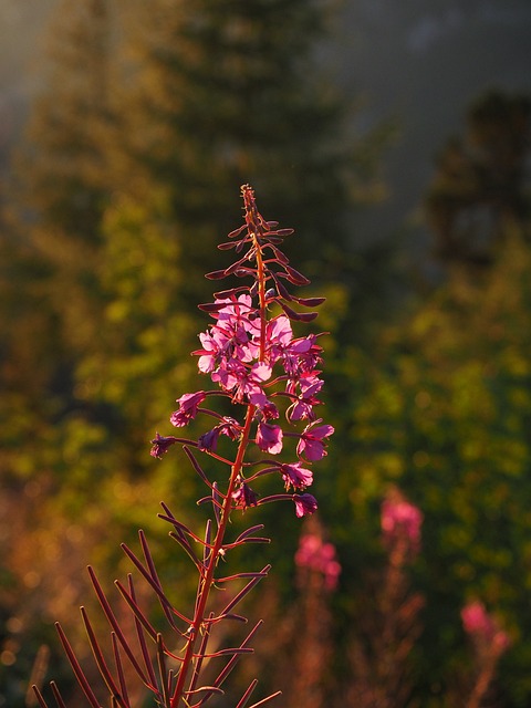 Epilobium 狭叶兰 花 开花 - 上的免费照片