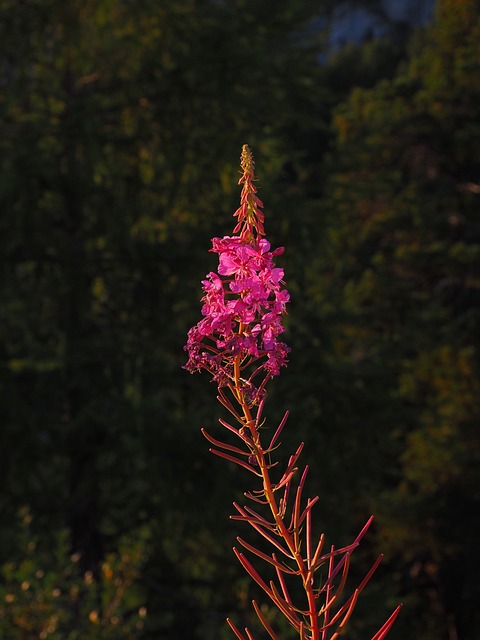 Epilobium 狭叶兰 花 开花 - 上的免费照片