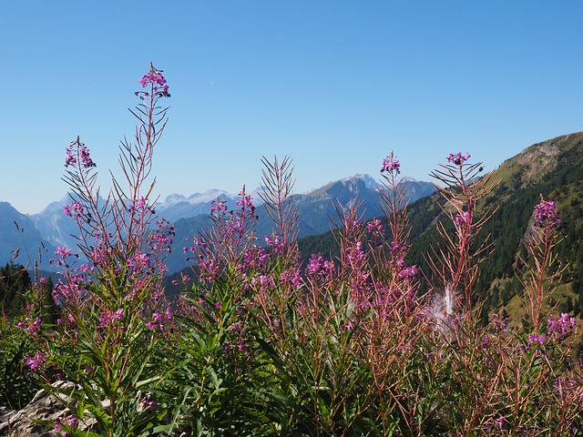 Epilobium 狭叶兰 花 开花 - 上的免费照片