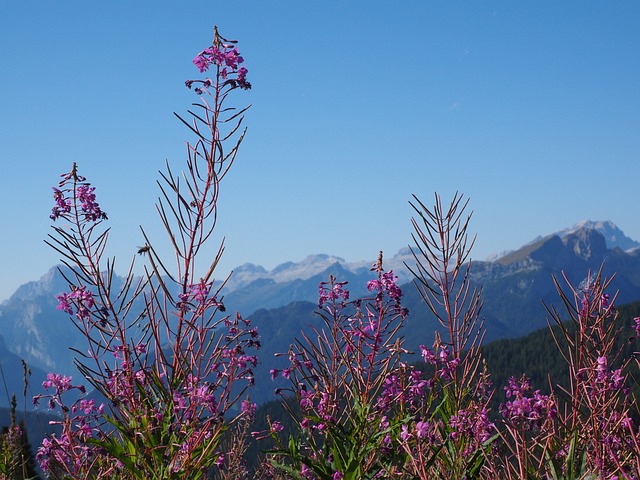 Epilobium 狭叶兰 花 开花 - 上的免费照片