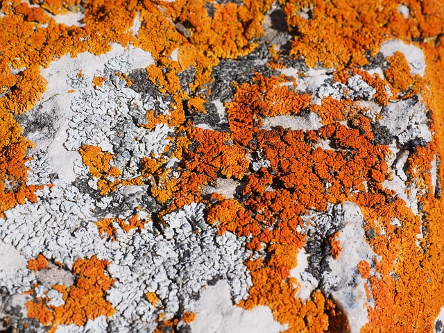 地衣 橙色的 植被 - 上的免费照片