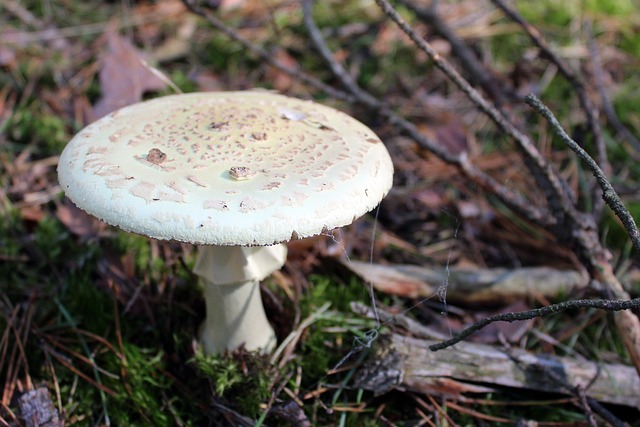 鹅膏菌蕈 毒蘑菇 森林 - 上的免费照片
