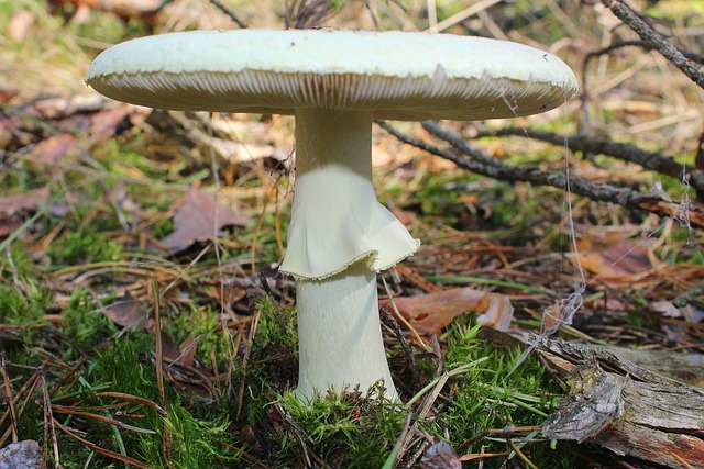 鹅膏菌蕈 毒蘑菇 森林 - 上的免费照片