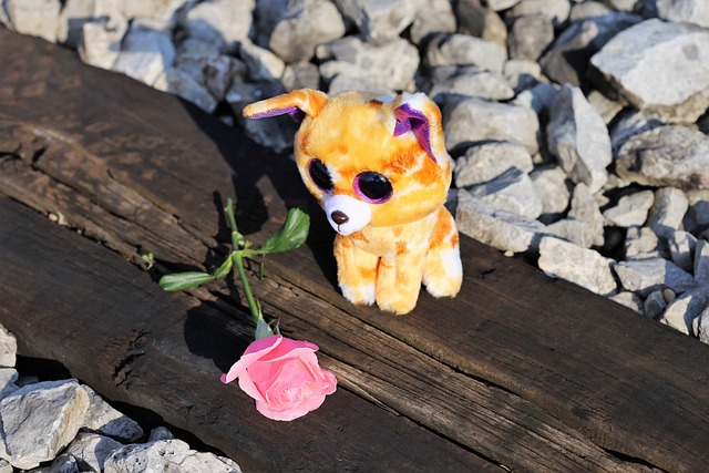 阻止儿童自杀 可悲的小猫在轨 停止青少年自杀的 - 上的免费照片