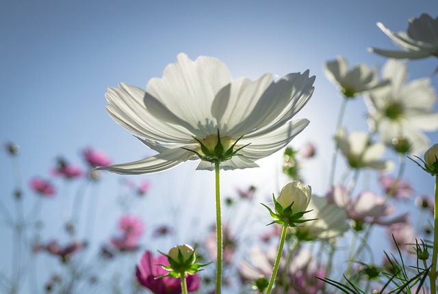 宇宙 秋季 花 - 上的免费照片