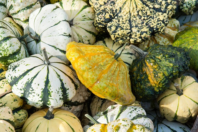 葫芦 植物 爬行 - 上的免费照片