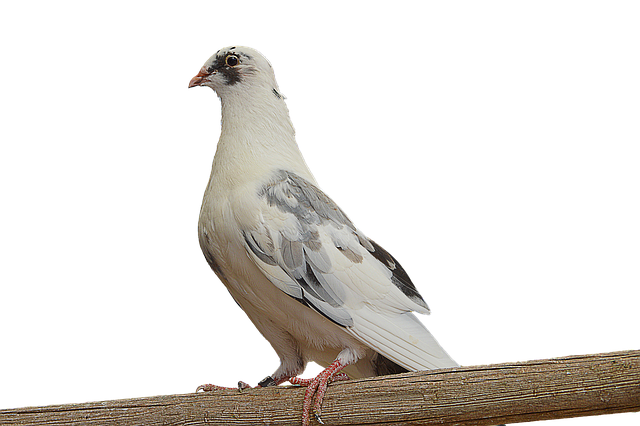 Png 帕洛马 白鸽 - 上的免费照片