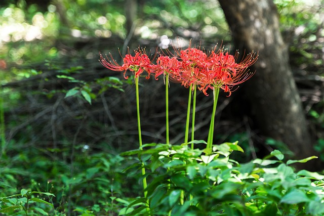 红蜘蛛百合 韩国 仁川 - 上的免费照片