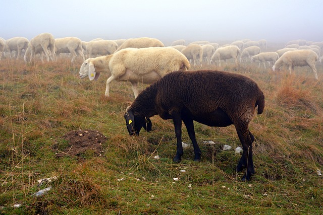 羊 黑色的 羊群 - 上的免费照片