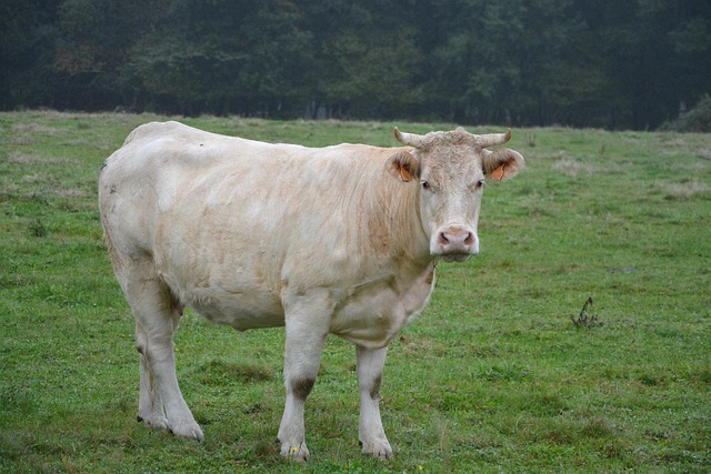 牛 牛皮 颜色白色 - 上的免费照片
