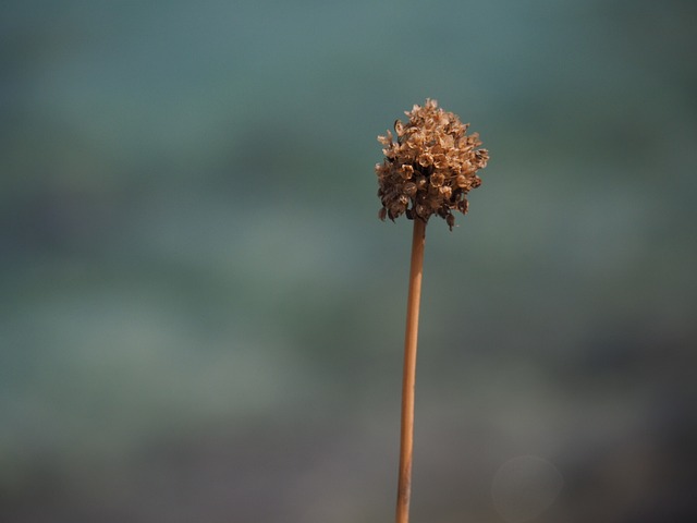 花 关闭 颜色 - 上的免费照片