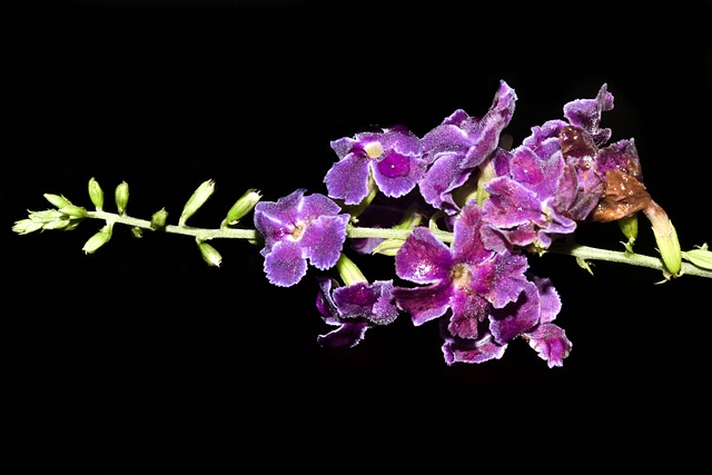 花 紫色的 Kaew Chao Chom - 上的免费照片
