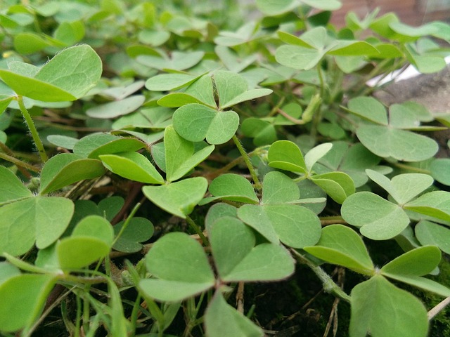 Lajalu 植物 萨塔拉 - 上的免费照片