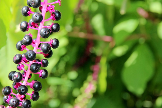 美国商陆 Phytolacca Americana 入侵物种 - 上的免费照片