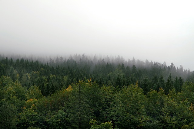 雾 森林 山 - 上的免费照片