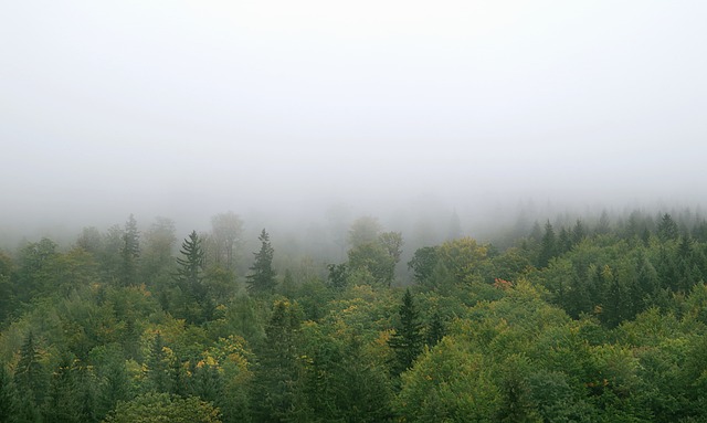 雾 森林 山 - 上的免费照片