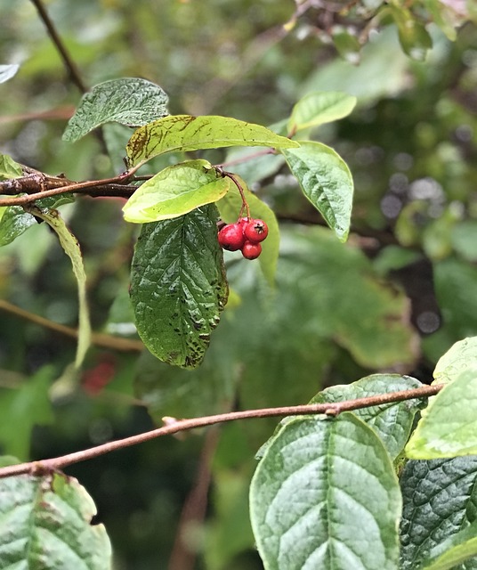 秋季 红莓果 树叶 - 上的免费照片