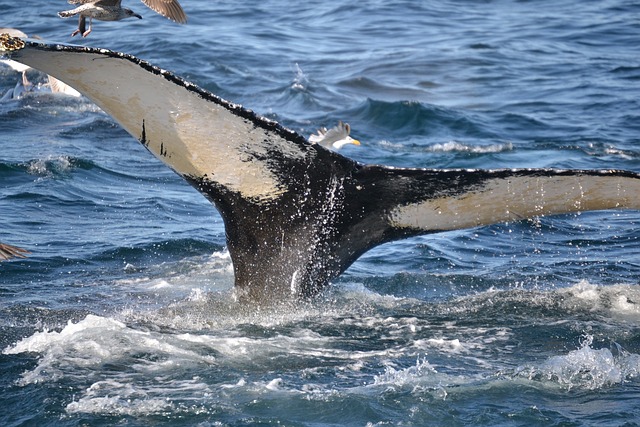 座头鲸 鲸 科德角 - 上的免费照片