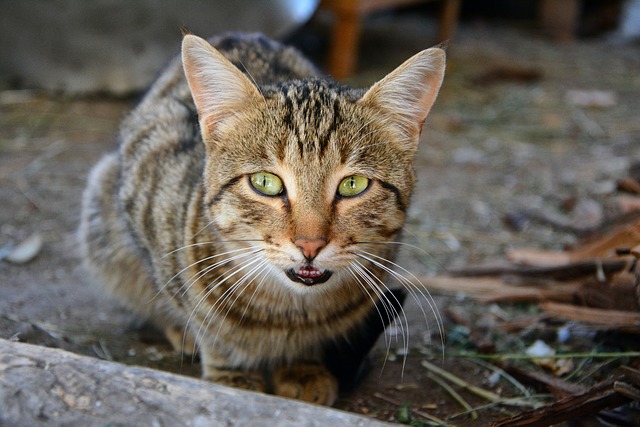 猫 宠物 甜的 - 上的免费照片