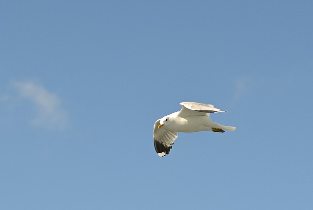 电力和水利部的海鸥 鸥 航班 - 上的免费照片