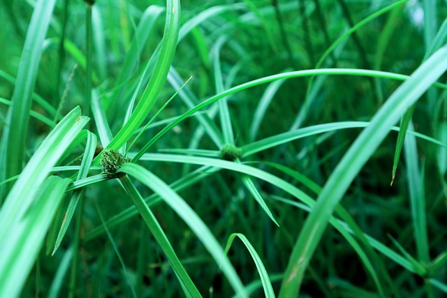 Rumput 自然 绿色 - 上的免费照片