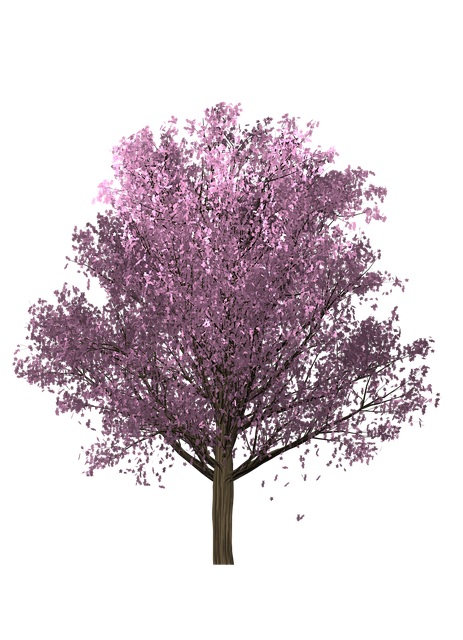 树 樱桃 - 上的免费图片