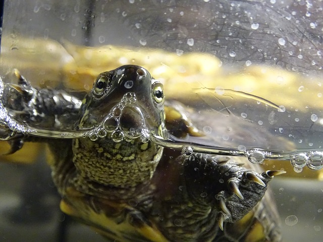 龟 水的乌龟 壳 - 上的免费照片