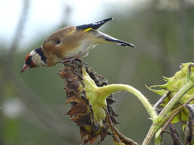 Goldfinch Stieglitz 鸣禽 - 上的免费照片