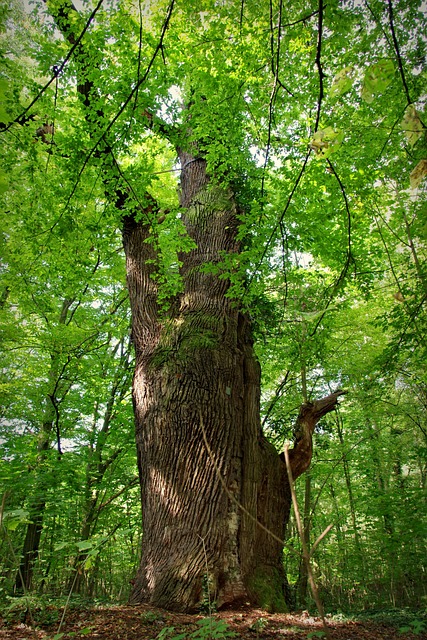 角树 树 老 - 上的免费照片