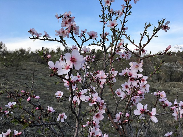 春天 Primavera 粉红色的花 - 上的免费照片