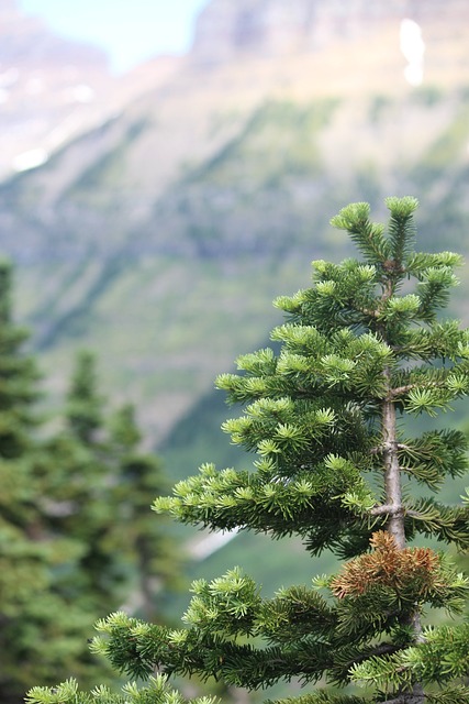 黄石 长青树 山 - 上的免费照片