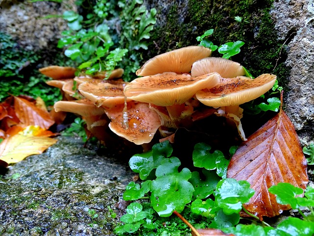 蜜环菌 蘑菇 森林 - 上的免费照片