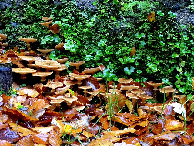 蜜环菌 蘑菇 森林 - 上的免费照片