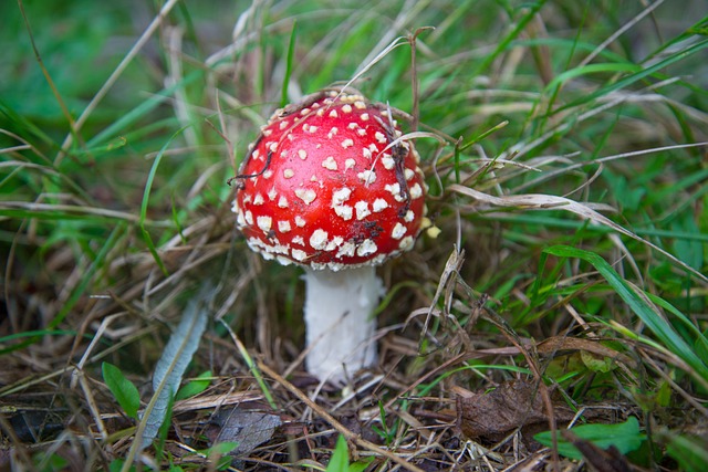 飞木耳 蘑菇 红白点 - 上的免费照片